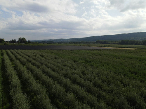 Late-Season Hermaphroditism in Multi-Acre Hemp Fields