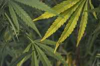 Pennsylvania's Hemp Trade Could Vanish on Dec 11