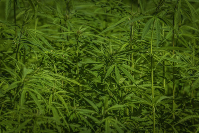 The USDA Testing Window That Decides Hemp's Genetic Future