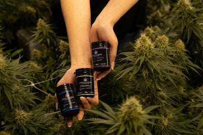France's CBD Flower Ban Reversal: What Changed on Retail Shelves