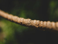 Hemp Bioplastics: The Real Science and the Slow Road to Scale