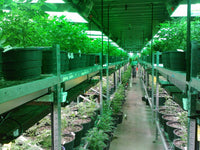How AI Automation Is Reshaping Commercial Cannabis Grows