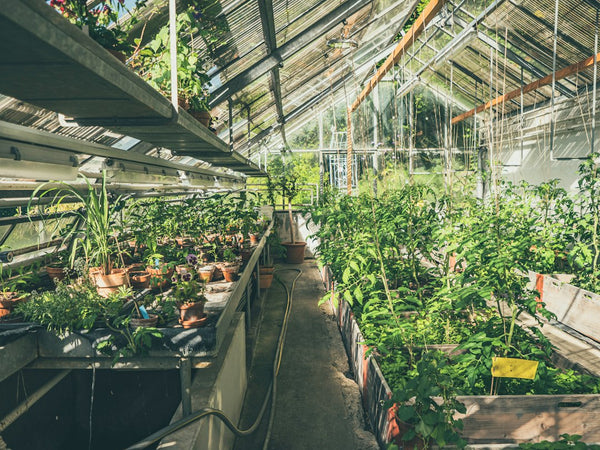 Why LED Driver Shortages Could Slow Indoor Cannabis Cost Curves