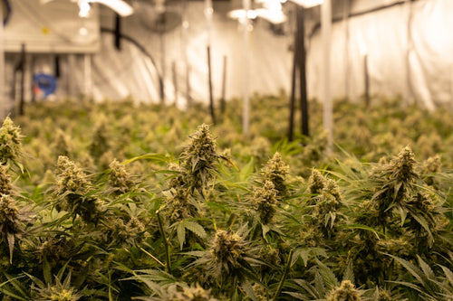 Full Spectrum LED Grow Lights: What Spectrum Really Does