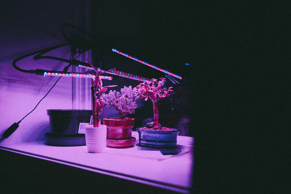 Grow Tent Kits Compared: What's Included vs. What You'll Need