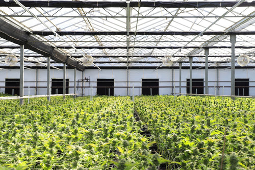 How Commercial Growers Keep Massive Harvests Consistent