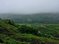 Naga and Mizo Cannabis Custom vs. India's Drug Law