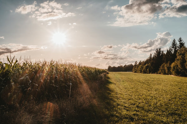 Best Organic Nutrients for Outdoor Cannabis in 2026