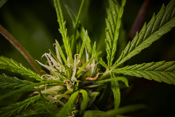Light Schedules in Late Flower: Squeezing Out Maximum Potency