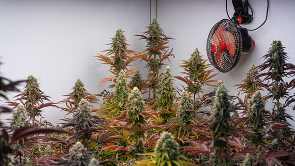 Highest-Yielding Photoperiod Strains for Indoor Grows