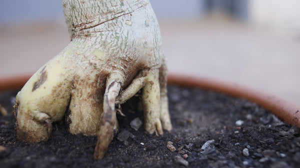 Root Zone Temperature: The Overlooked Key to Yield