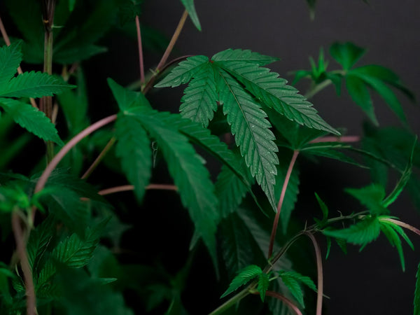 Supercropping: The High-Stress Technique for Bigger Colas