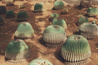 Sacred Plants, Stalled Laws: Mexico and the Andes' Shared Path