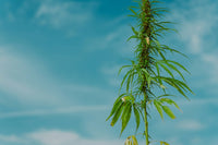 Qom Communities and Chaco's Hemp Fiber Pilot Question