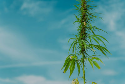 Qom Communities and Chaco's Hemp Fiber Pilot Question