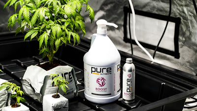 Why Your Hydro Reservoir Turns Milky White