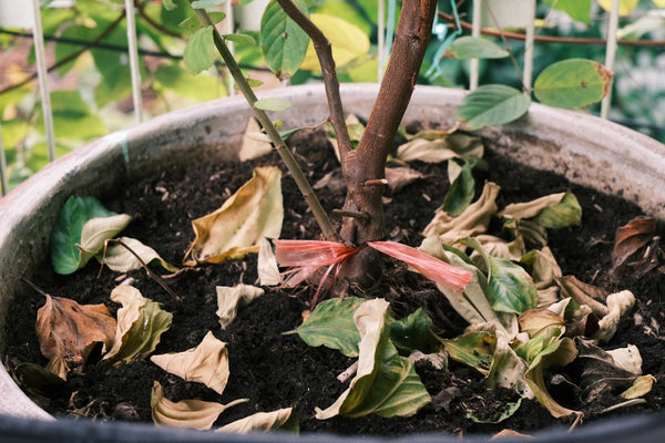 Overwatering vs Underwatering: How to Tell the Difference