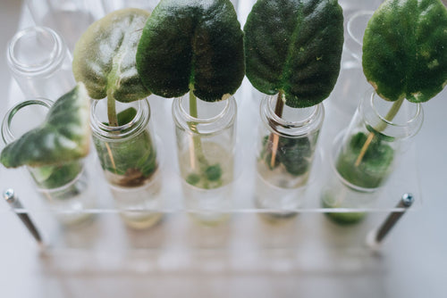 USDA Import Permits Could Open a Legal Cannabis Genetics Trade