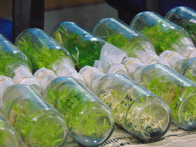 Tissue Culture: The Quiet Fix for Cannabis's Genetics Problem