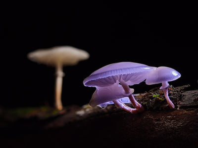 Psychedelics vs. Cannabis: Is Reform Following the Same Playbook?