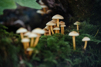 Cities Keep Deprioritizing Psychedelics Enforcement, Portland Next