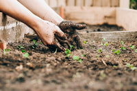 Reviving Nutrient-Locked Living Soil After a Failed No-Till Season