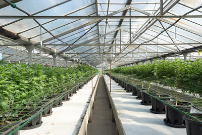 Thai University Cracks Rooftop Code for Cannabis Yields