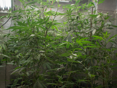 Why Landrace Sativas Stretch So Much in a Sub-6ft Tent