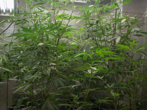Why Landrace Sativas Stretch So Much in a Sub-6ft Tent