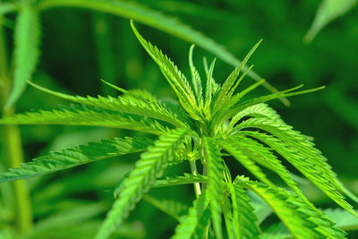 Why Thai Landrace Crosses Triple-Stretch in Short Tents