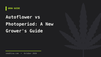 Autoflower vs Photoperiod: A New Grower's Guide
