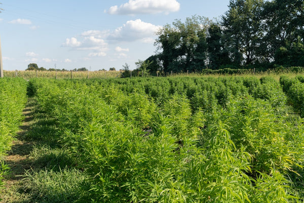 How America Killed Its Hemp Industry Twice