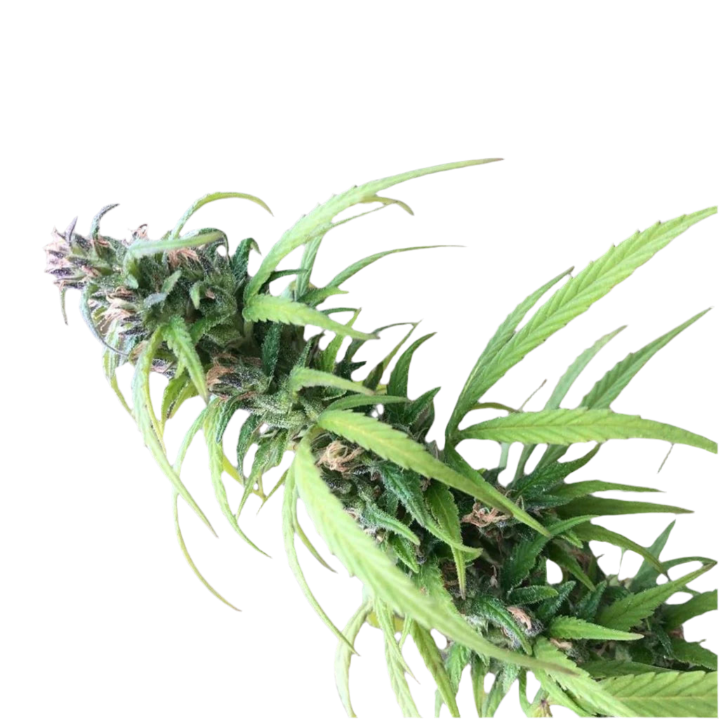 Landrace Himalayan Valley Sativa Cannabis Seeds 12 Pack