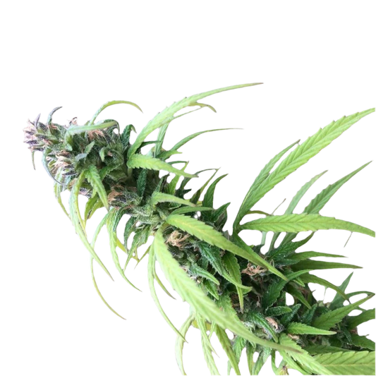 Landrace Himalayan Valley Sativa Cannabis Seeds 12 Pack