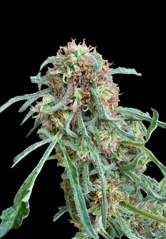Mutant Chocolate FreakShow Single Seed NON-Feminized Regular Photoperiod