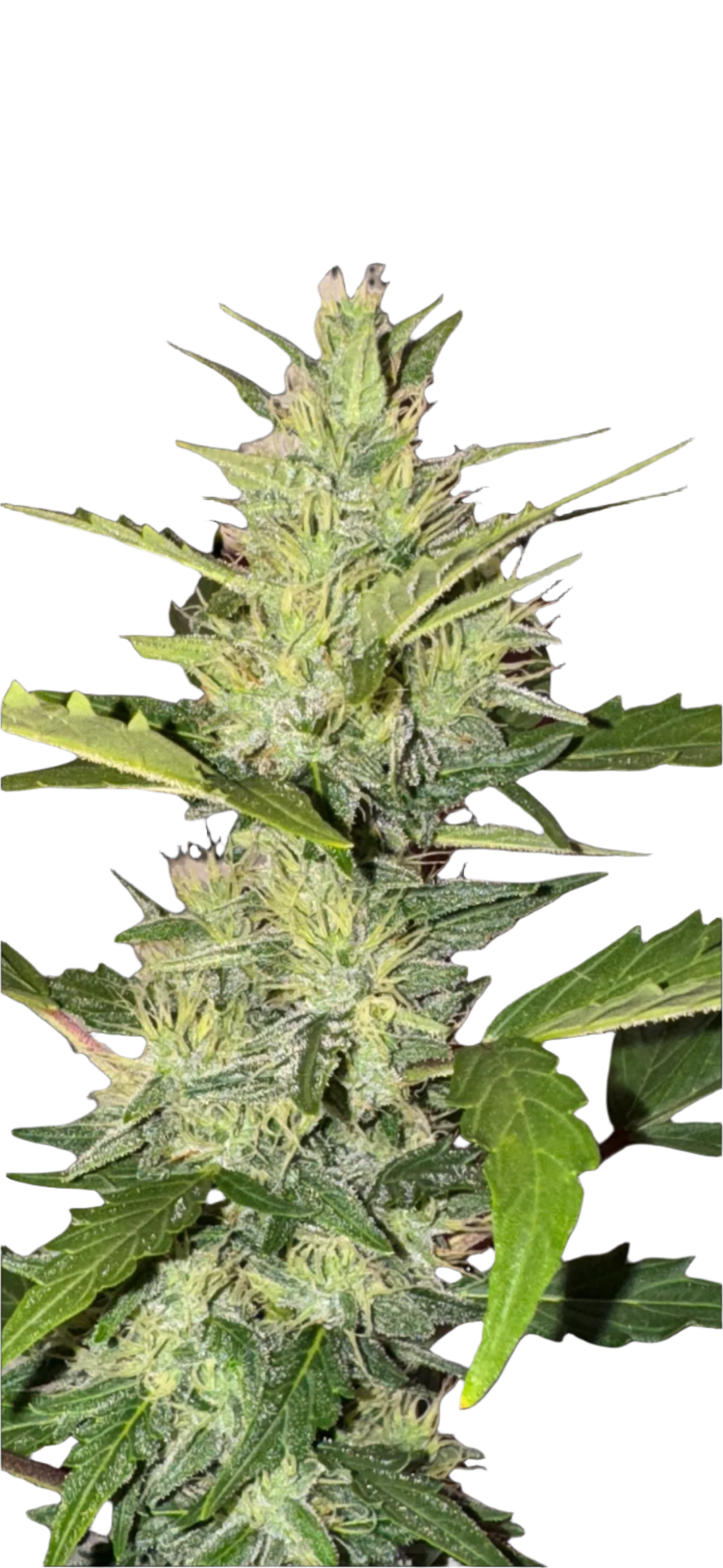 Colombian Landrace 12 Pack