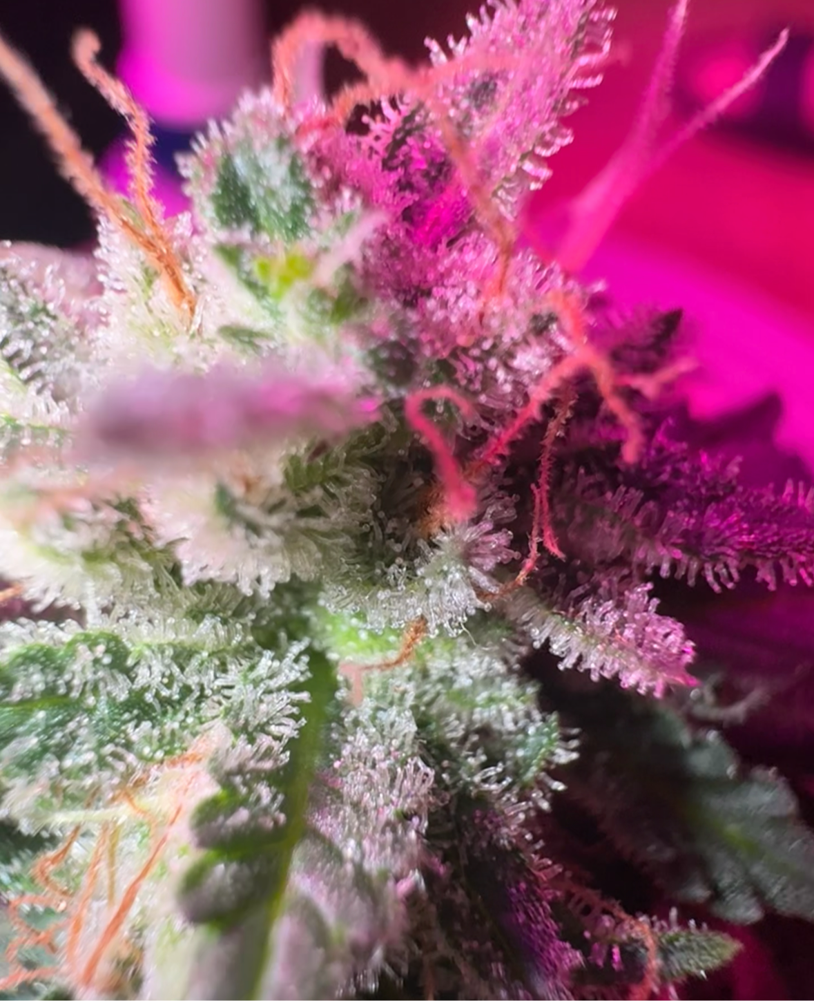 Durban Landrace 12 Pack