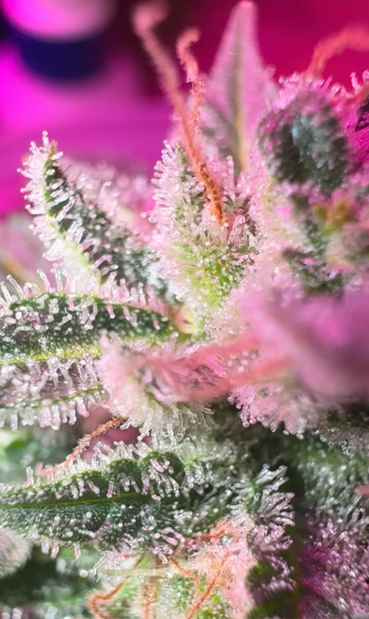 Durban Landrace 12 Pack