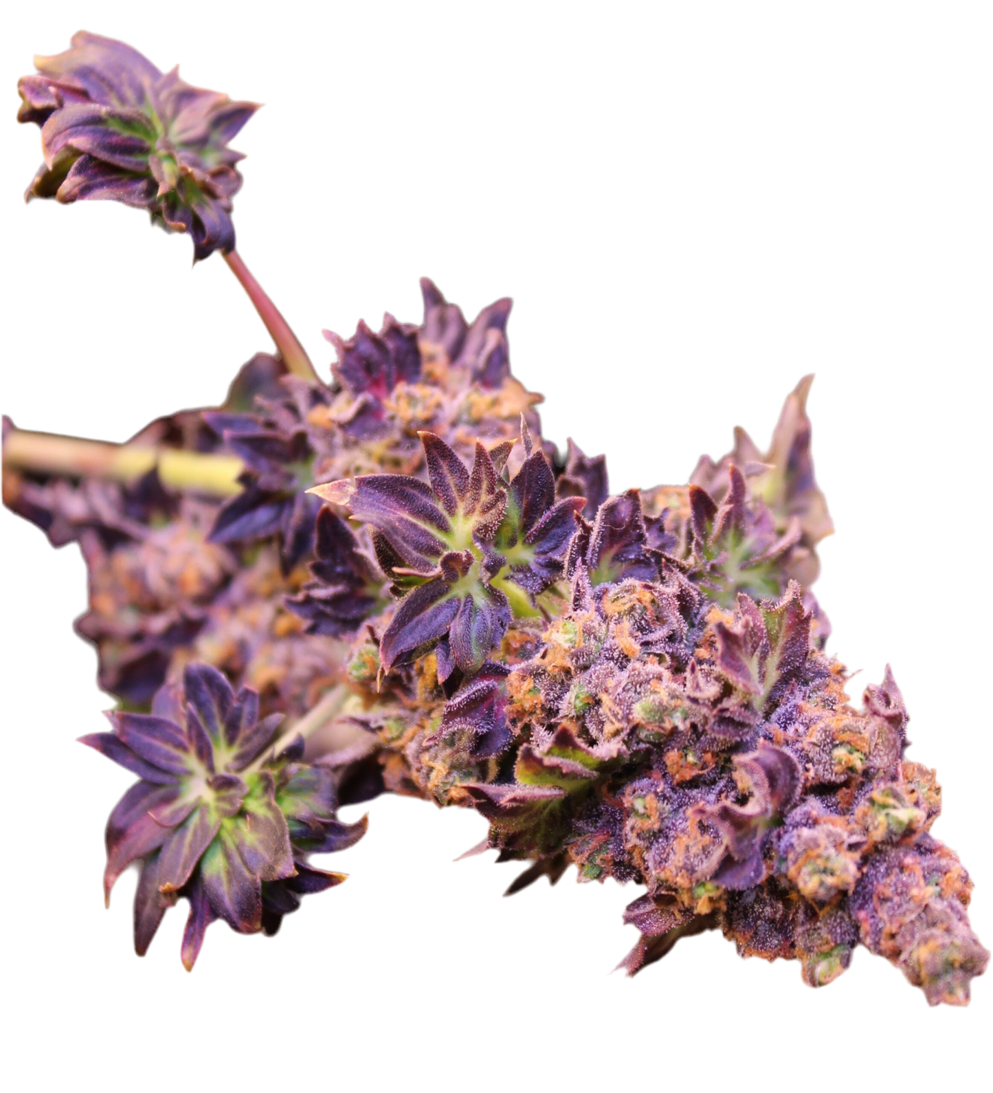 Mutant Exotic Purple Australian Bastard Cannabis Regular Seeds 4 Pack