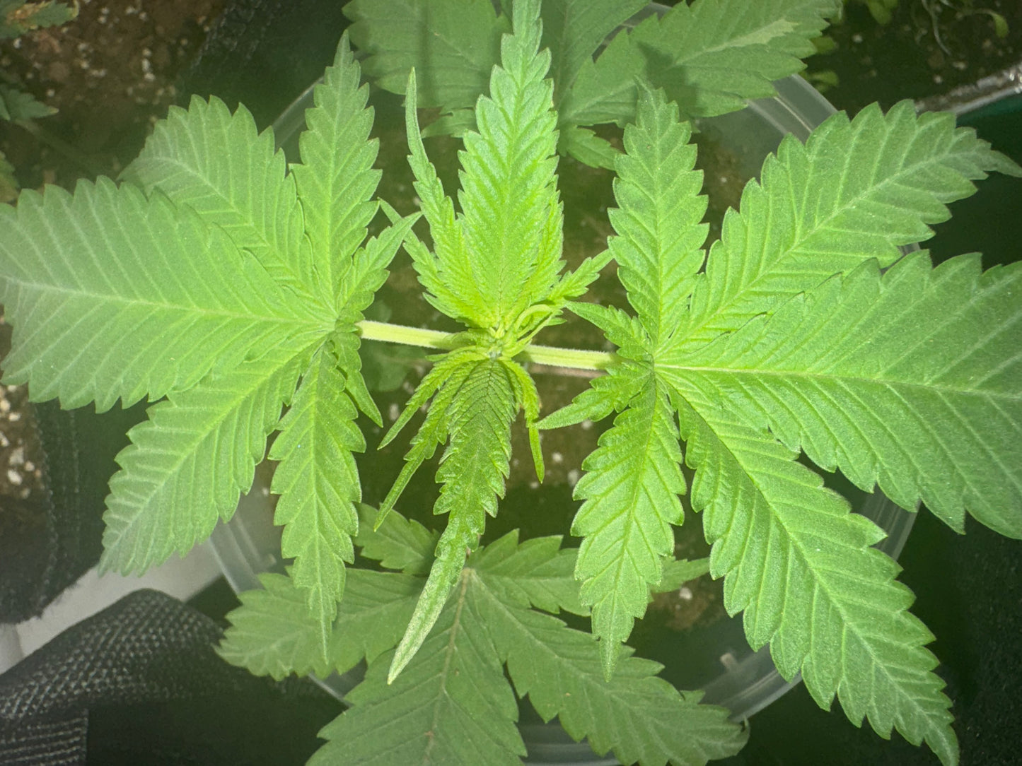 Hindu Kush 12 Pack