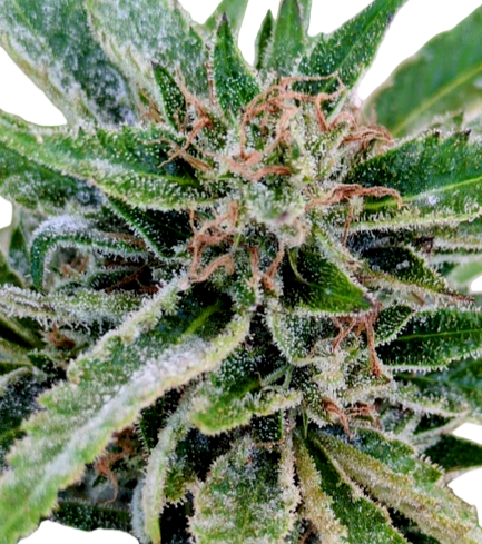 Apple Pie Feminized Single Seed