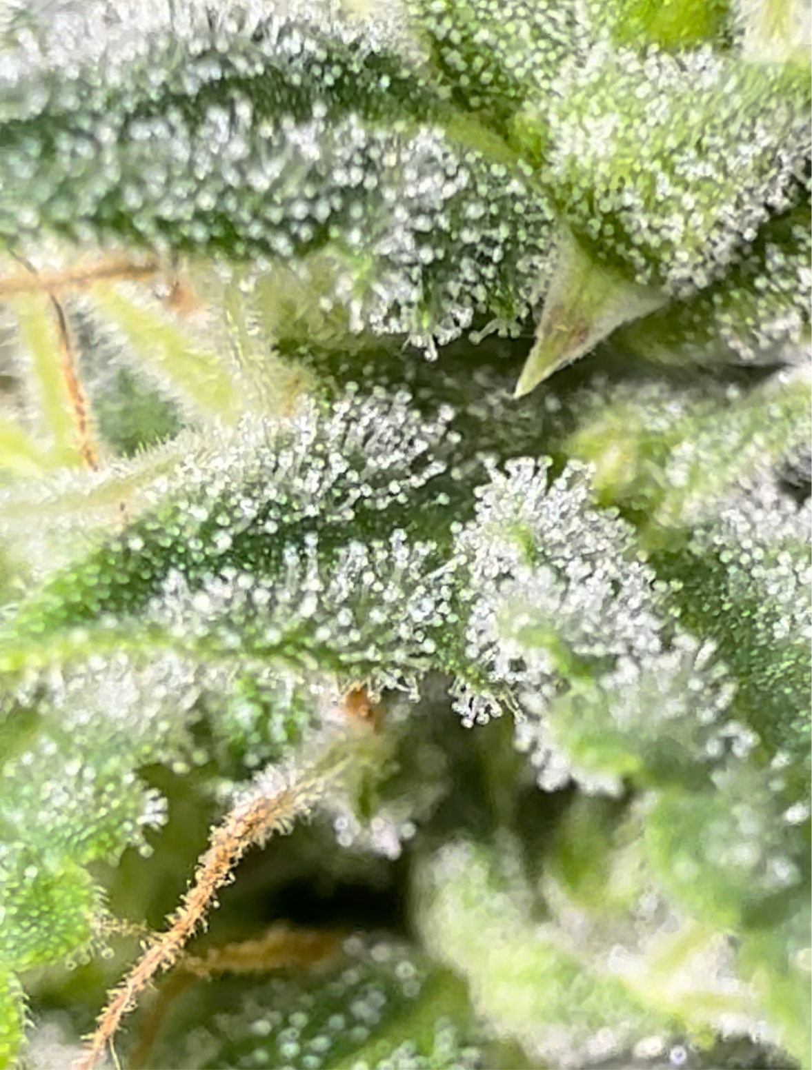 Colombian Landrace 12 Pack