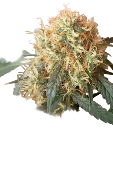 Big Melon Feminized Single Seeds
