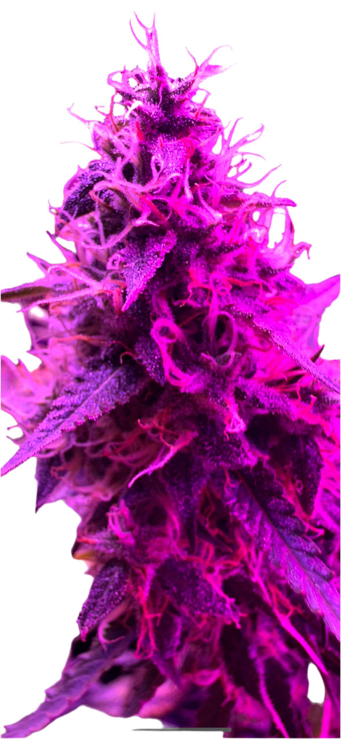 Frozen White Grape Feminized Autoflowering Single Seed