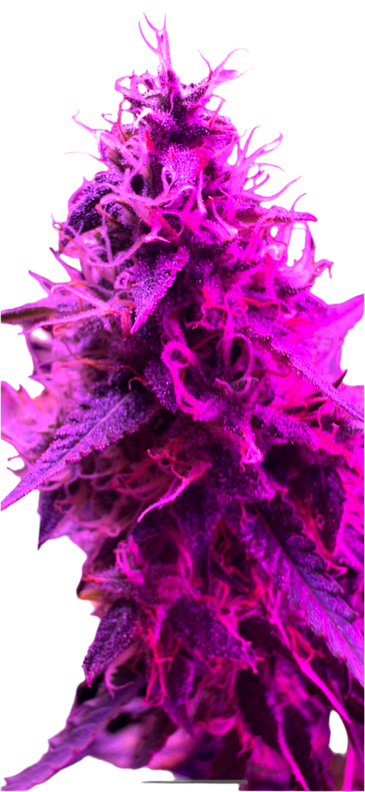 Frozen White Grape Feminized Autoflowering Single Seed