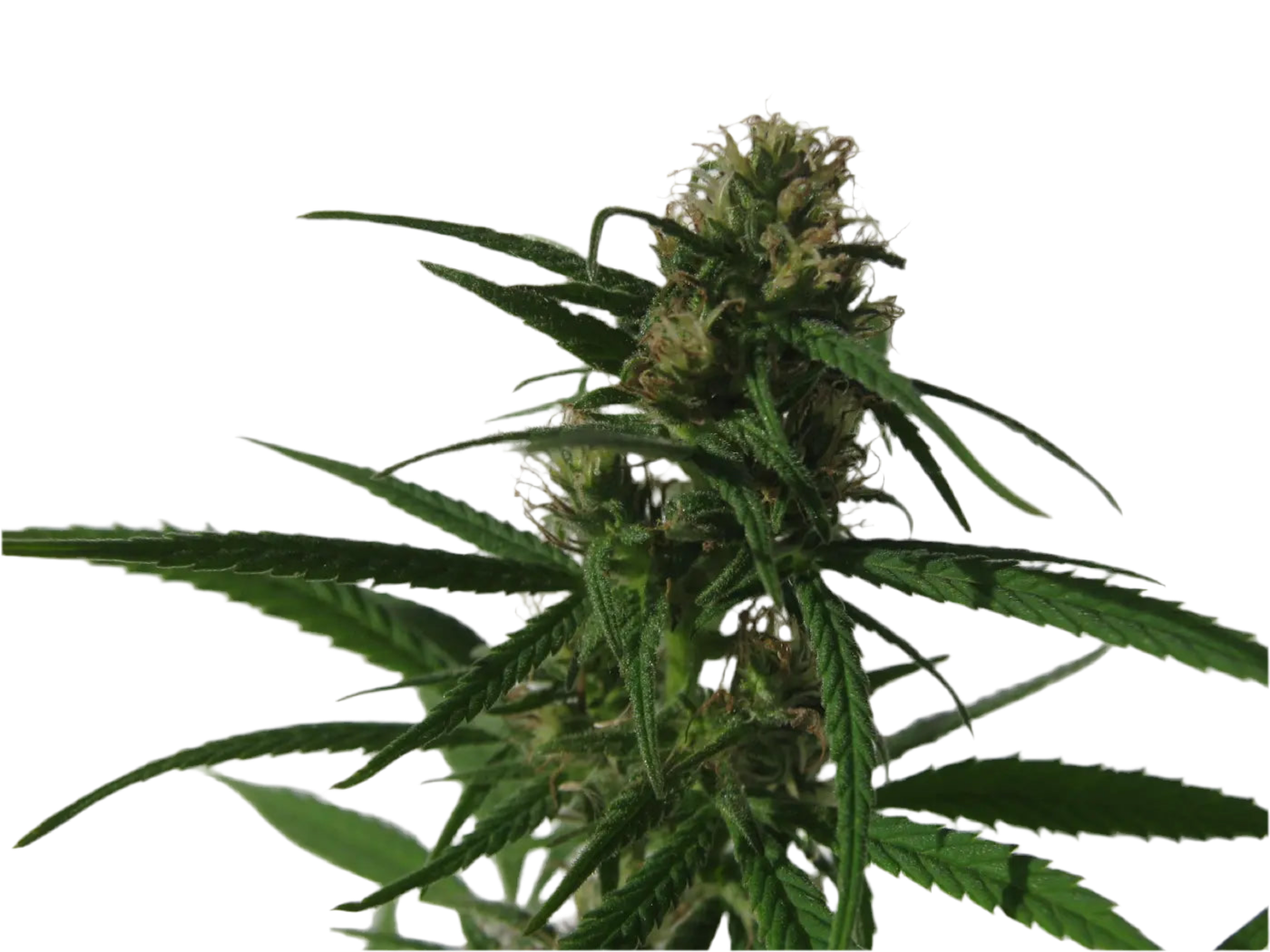 Pure Russian Ruderalis 18 seed Breeder Pack