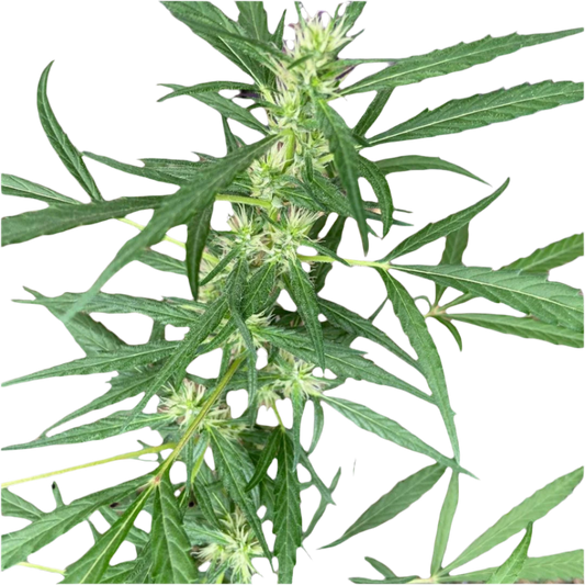 Nepal Landrace Seeds 12 Pack