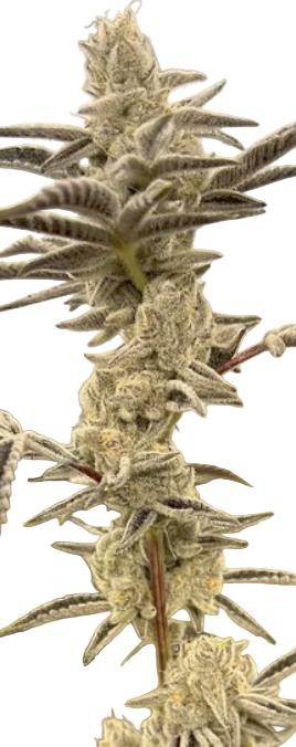 C02 Feminized Single Seed