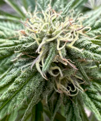 Cookie Cake Feminized Single Seed