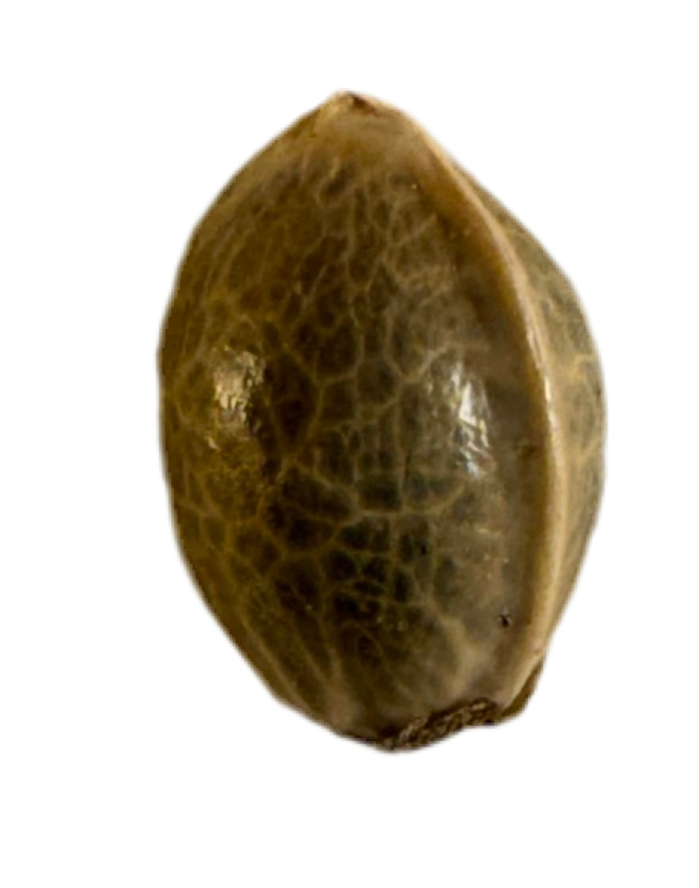 Brown seed pod on a white background